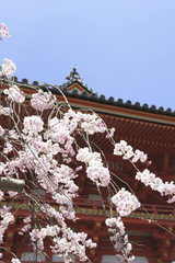 二和寺と桜