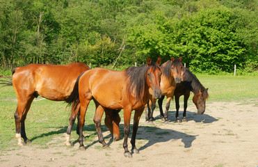 Obraz premium Horses