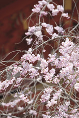 Naklejka premium 二和寺と桜