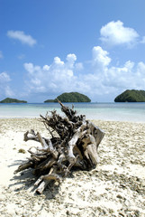 Palm tree, remote island, clear sky and sandy beach