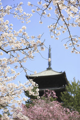 Fototapeta premium 二和寺と桜