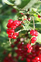 Banch of red currant