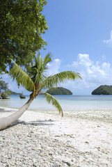 Palm tree, clear sky, turquoise sea and sandy beach