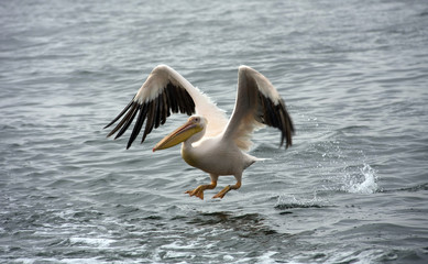Fototapeta na wymiar Pelican Flying