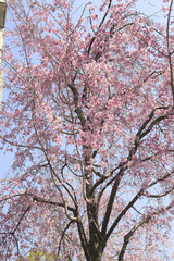枝垂桜