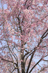 枝垂桜