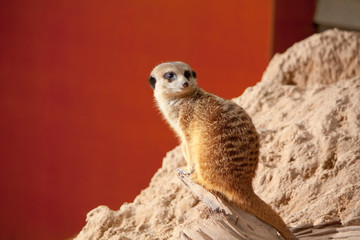 Small meerkat