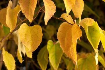 Yellow leaves on tee