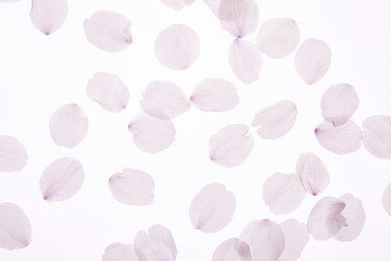 桜の花弁