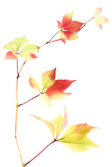 Branch of autumn leaves isolated on white