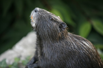 Nutria