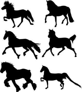 Horses