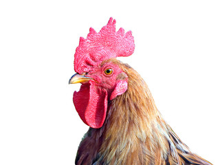 cock