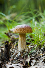 mushroom boletus