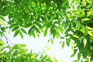 新緑の葉っぱ