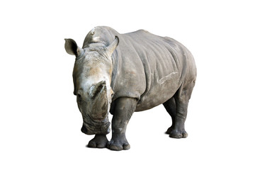 Naklejka premium rhinoceros isolated on white background