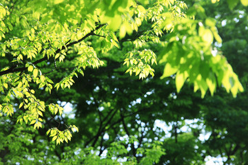 新緑の葉っぱ
