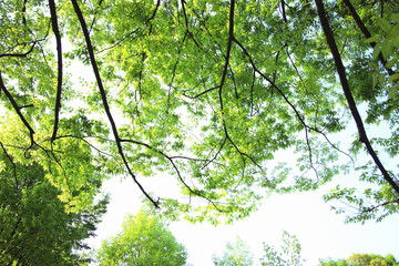 新緑の葉っぱ