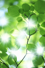 新緑の葉っぱ