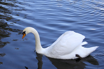 mute swan