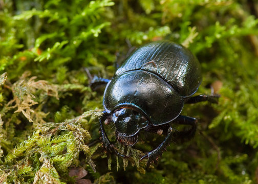Dor Beetle close-up