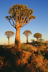 kokerboom en namibie