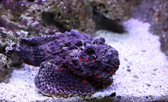poisson pierre violet
