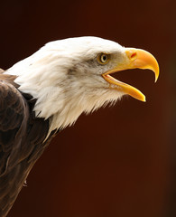 Fototapeta premium Bald Eagle calling