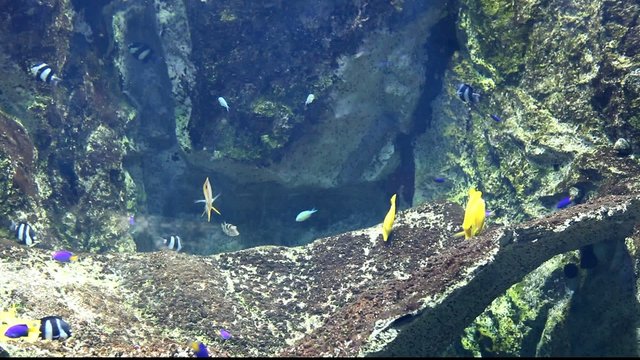 fonds marins