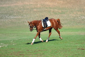 Cavallo ad una gara equestre