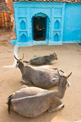Three Cow in Orchha, India.