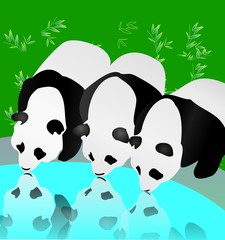 Fototapeta premium 熊猫