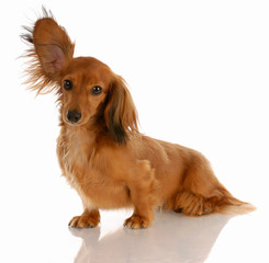 long haired miniature dachshund with one ear standing up