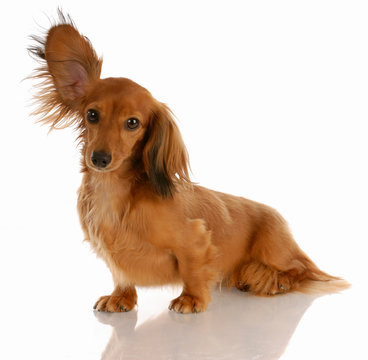 long haired miniature dachshund with one ear standing up