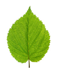 green leaf of birch tree