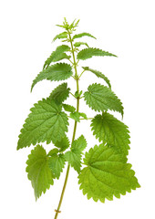 green nettle plant