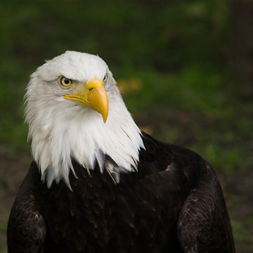Bald eagle portrait, square cropped image