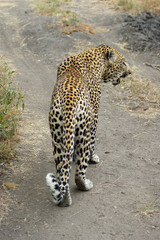 panthere 3