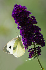 Large white on Butterfly bush flowers in summer