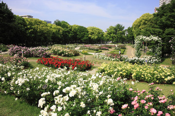 Fototapeta premium 靭公園のバラ園
