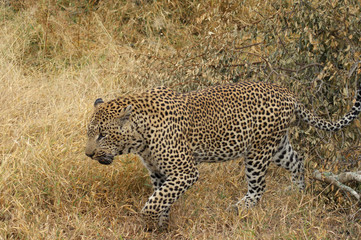 leopard 11