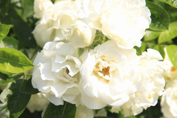 白いバラ