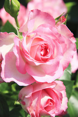 ピンクのバラ