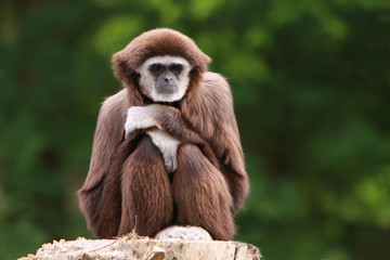 Weißhandgibbon