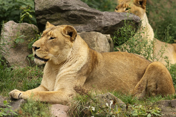 Lioness