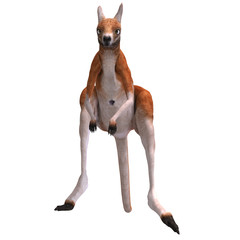 big red kangaroo