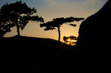Wienerwald im schatten der Schirmföhren