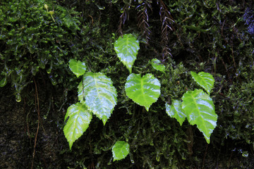 赤目四十八滝渓谷