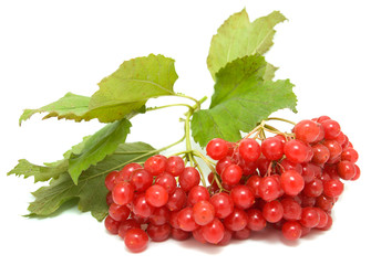 Guelder-rose