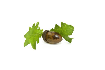 acorn and oak leafs